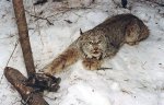 lynxlegholdbig.jpg