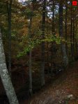 foromtb_image_19oct_08_num.jpg