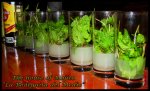 MOJITO DE LA BODEGUITA.jpg