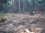 DSC06516.JPG