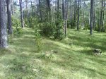 DSC00507.jpg