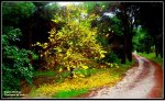 Contrastes de otoÃ±o..jpg