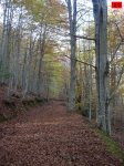 foromtb_image_09nov_20_num.jpg