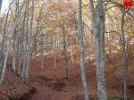 foromtb_image_09nov_21_num.jpg