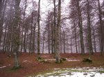 SELVA IRATI 2008 148.jpg