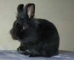 conejo negro.jpg