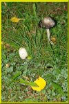 coprinus comatus mamÃ¡ y papÃ¡.JPG