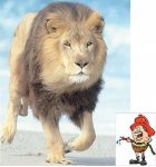 3_leones y bomber.JPG