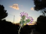 flor.jpg