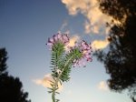 flor (1).jpg