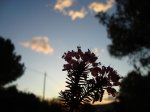 flor (2).jpg