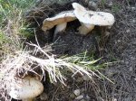 P1020130.jpg