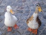 patos1106stab.jpg
