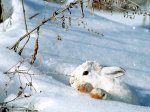 Gazapo en la nieve.jpg