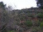che q plou 015.jpg