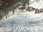 PIC_0064.jpg