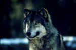 Lobo.jpg