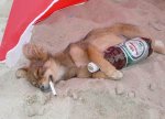 perroborracho.jpg