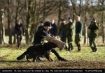 saxo-dog[1].jpg