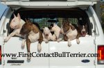 firstcontact_bull_terrier.jpg