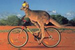 0_KangarooBicycling_Large.jpg