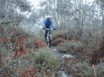 gif.gif