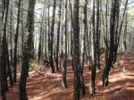 el arenal 066.jpg