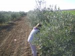 Olivas08 013.jpg