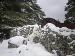 Nieve en el espinar 139.jpg