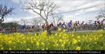 toca07st08-flowers[1].jpg
