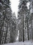 Globero Nieve.jpg