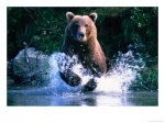 BN21150_1~Grizzly-Bear-Running-in-Kinak-Bay-Katmai-National-Park-U-S-A-Posters[1].jpg