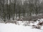 IMG_8284.JPG
