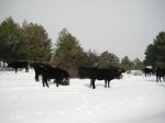 Foto 017.JPG