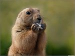 fondo_marmota_1280.jpg