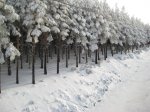 Foto 052.JPG