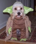 perro-yoda.jpg