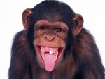 MACACO.jpg