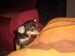 perro.jpg