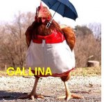 gallina2.JPG