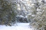 20081216-527 .jpg
