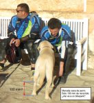 Perro 100 mm.jpg