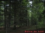 12 jueves 17 anso-roncesvalles30.JPG