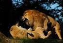 LEONES.jpg