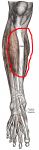 Gray437.png