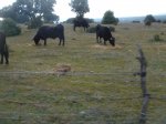 DSC06686.JPG
