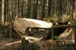 bedgebury_shore2_lo.jpg