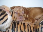 perros 010.jpg