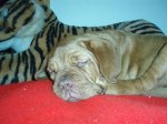 perros 037.jpg