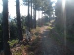 collserolla 006.jpg
